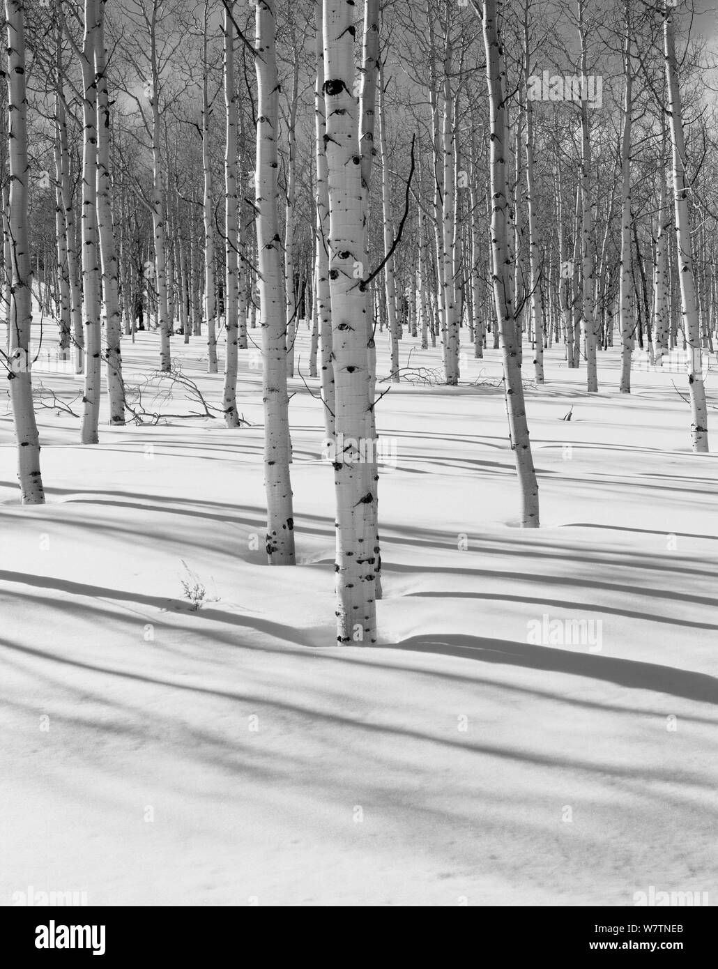 Schwarz-weiß Foto von verschneiten Winterlandschaft mit Aspen (Populus) Bäume in Ashely National Forest, Utah, USA. Stockfoto