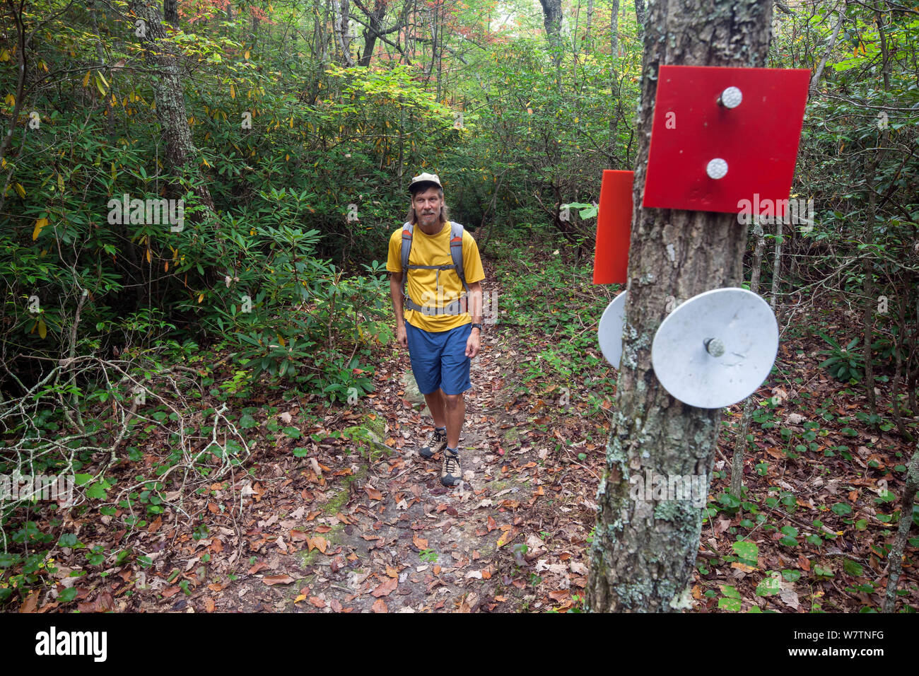 Man Walking am Indian Creek Trail Teil des Berges-zu-Sea Trail in Hanging Rock State Park. North Carolina, USA, Oktober 2013. Model Released. Stockfoto