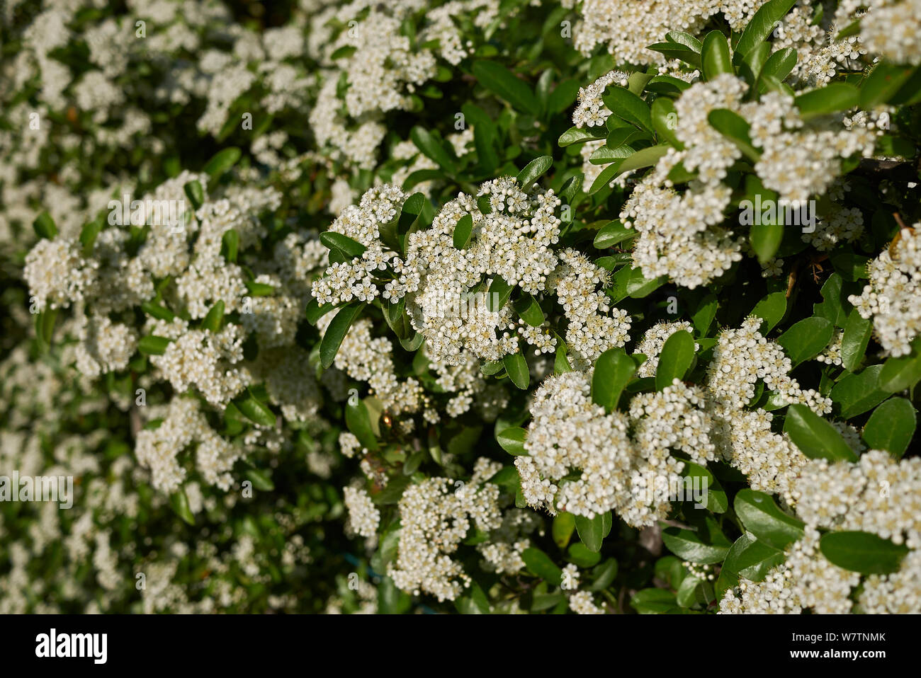 Weiße Blüte der holzbär Strauch Stockfoto
