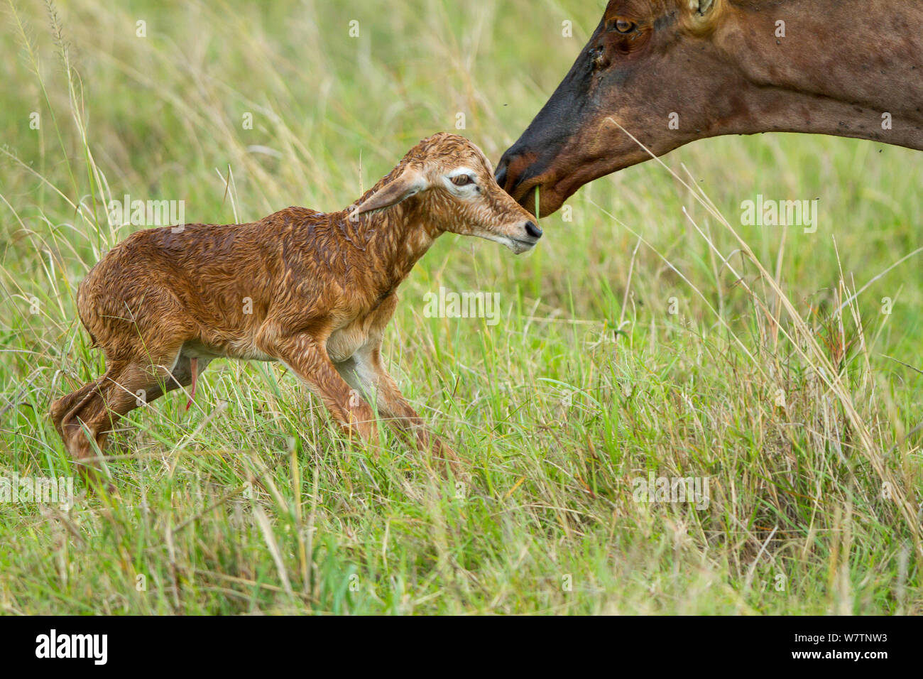 Topi (Damaliscus korrigum) Mutter und gleich nach der Geburt, Masai-Mara Game Reserve, Kenia, Oktober Neugeborene Stockfoto