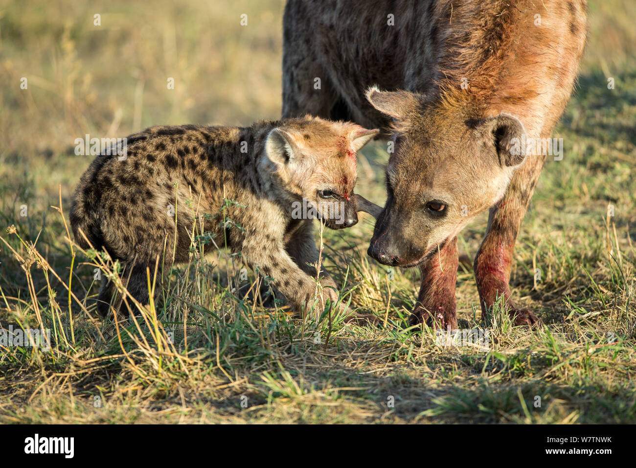 Tüpfelhyäne (Crocuta crocuta) weiblichen und jungen Fütterung auf Baby Thomson&#39;s Gazelle, Masai-Mara Game Reserve, Kenia, Oktober Stockfoto