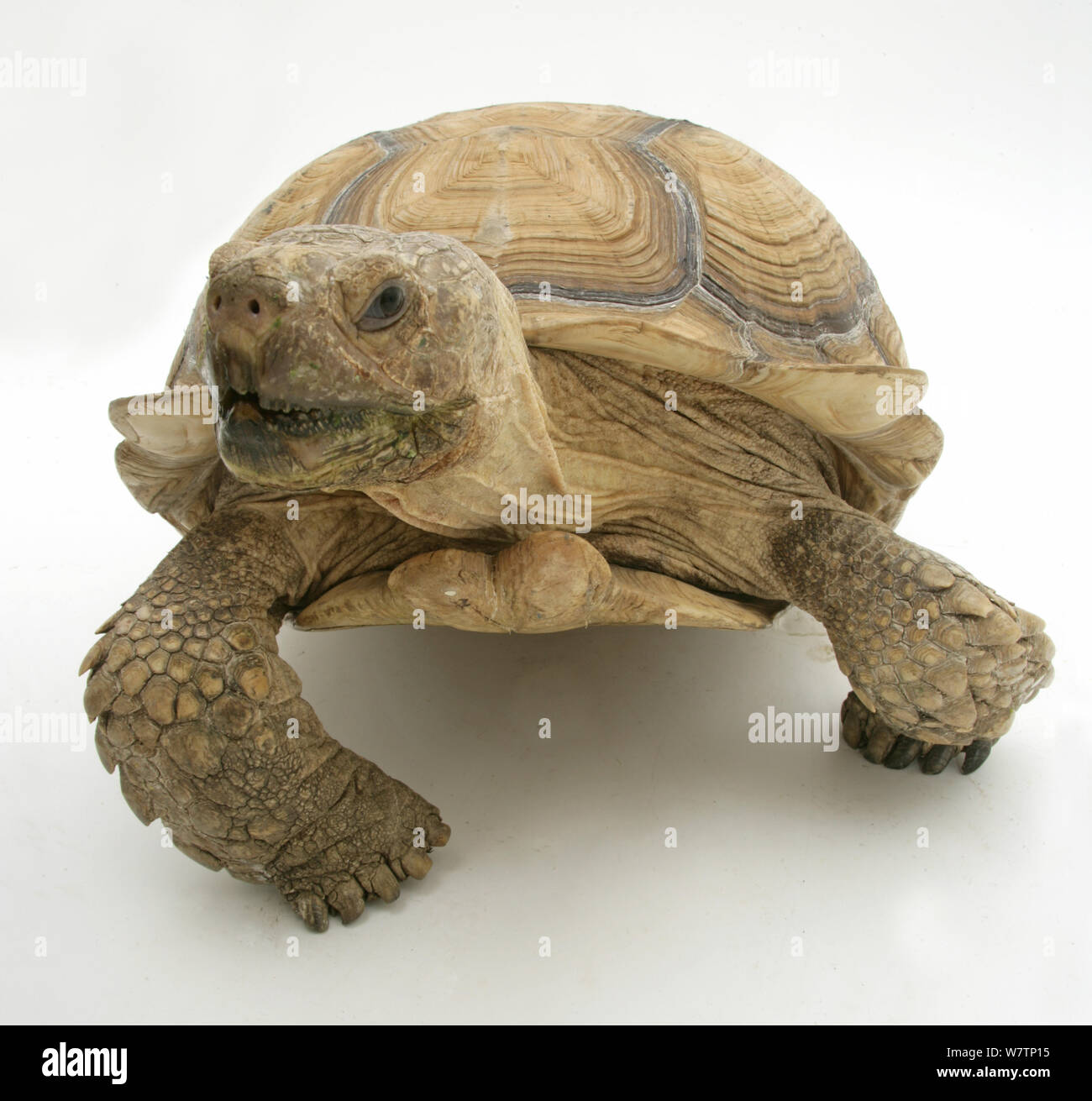 Afrikanische Riesenschildkröte (Testudo Sulcata) Porträt, vor weißem Hintergrund Stockfoto