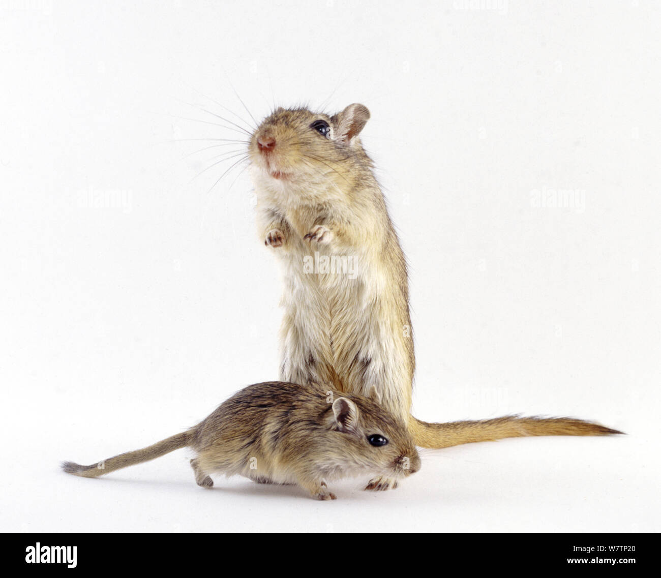 Agouti Mongolische Wüstenrennmaus (Meriones unguiculatus) Mutter mit Baby, vor weißem Hintergrund Stockfoto