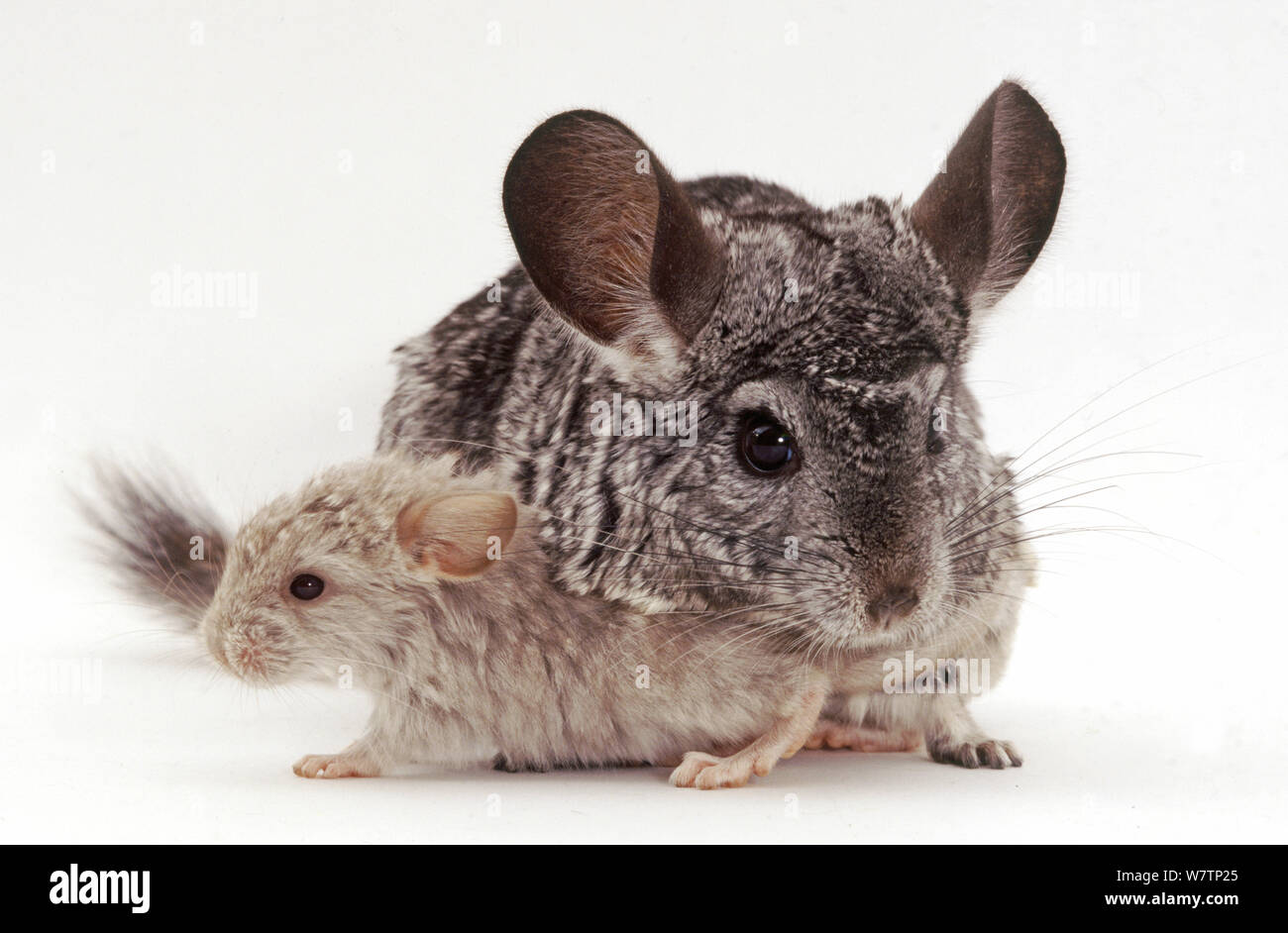 Chinchilla (Chinchilla lanigera) mit Baby, vor weißem Hintergrund hohen Anden, vor weißem Hintergrund Stockfoto