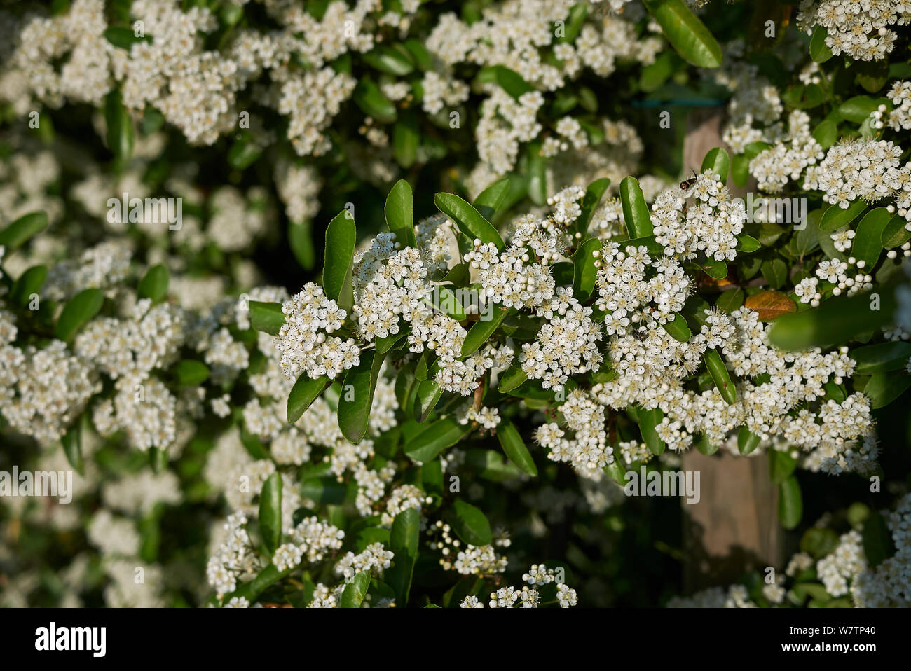 Weiße Blüte der holzbär Strauch Stockfoto
