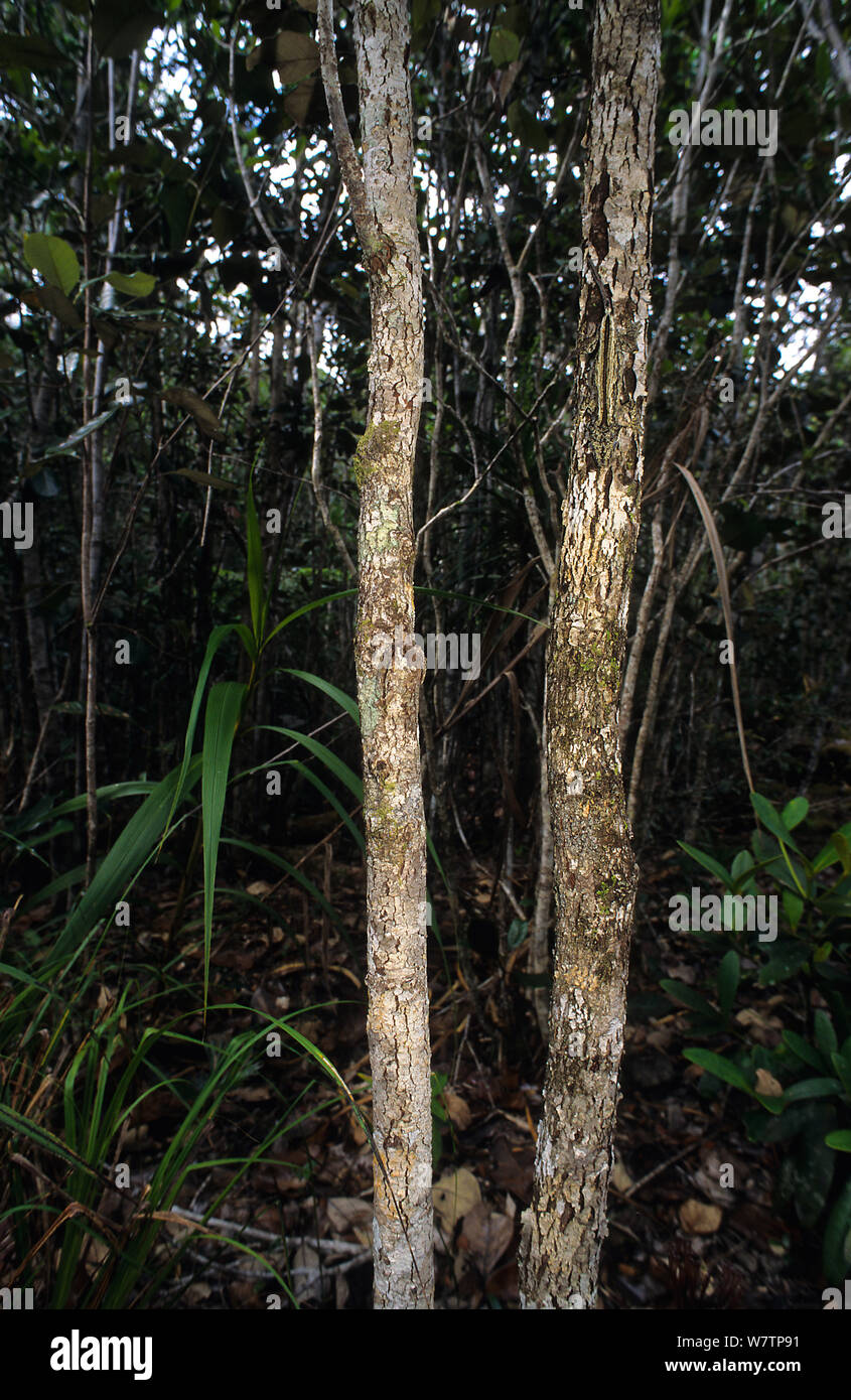 Neue Caledonian holprigen Gecko (Rhacodactylus auriculatus) im Lebensraum, auf Baumstamm getarnt, Neukaledonien, endemisch. Stockfoto