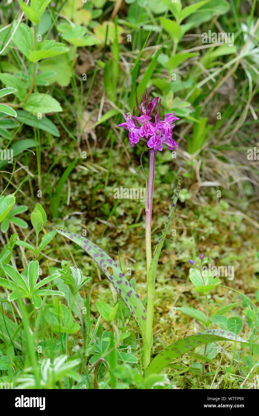 Alpine marsh Orchid (Dactylorhiza alpestris) in Blume, Nationalpark der Pyrenäen, Frankreich, Juni. Stockfoto