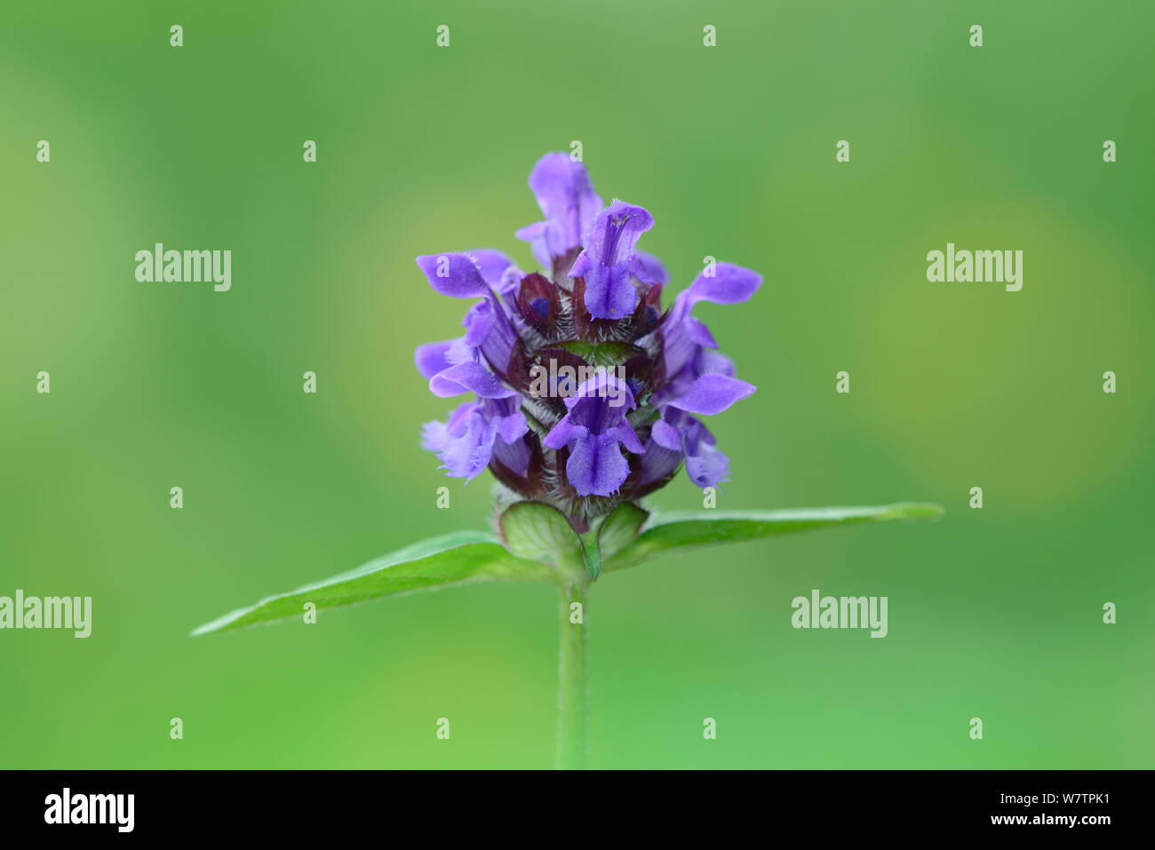 Selbst heilen (prunella vulgaris) Blume, Gedre, Nationalpark der Pyrenäen, Hautes Pyrenees, Frankreich, Juli. Stockfoto