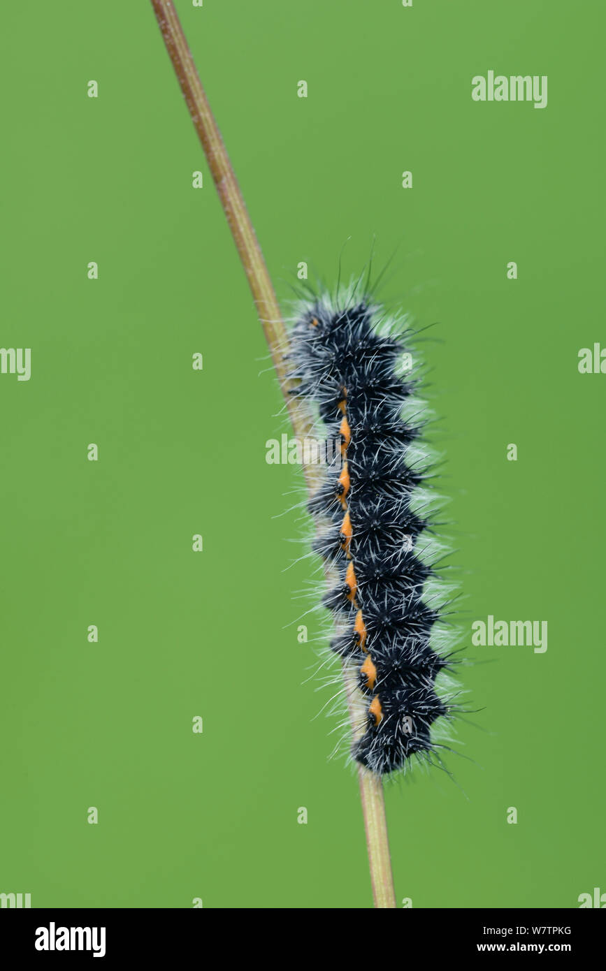 Weißes Hermelin Motte (Spilosoma lubricipeda) Caterpillar auf Schaft, in der Nähe der Grust, Nationalpark der Pyrenäen, Frankreich, Juli. Stockfoto