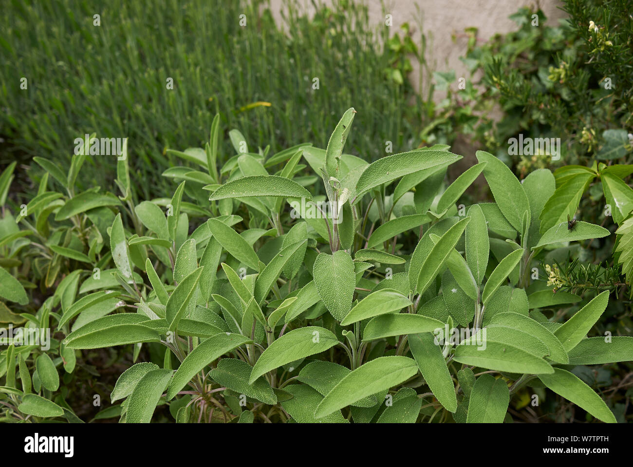 Frische Blätter von Salvia officinalis Kraut Stockfoto