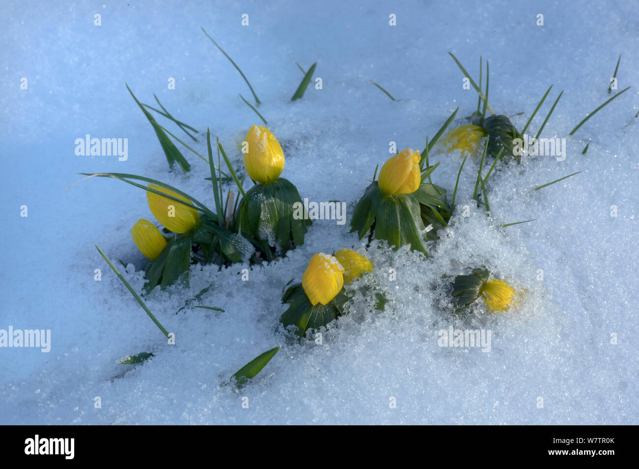 Camas (Eranthis Hyemalis) Blütenknospen im Schnee, Großbritannien, Februar. Stockfoto