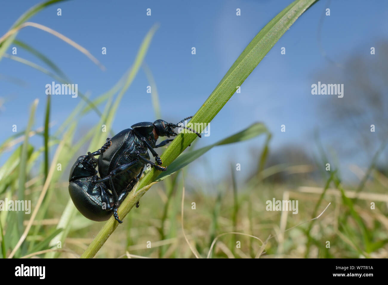 Blutige Nase Käfer (Timarcha tenebricosa) Paaren auf einer Gras Stammzellen in einer Kreide Grünland Wiese, Wiltshire, UK, April. Stockfoto