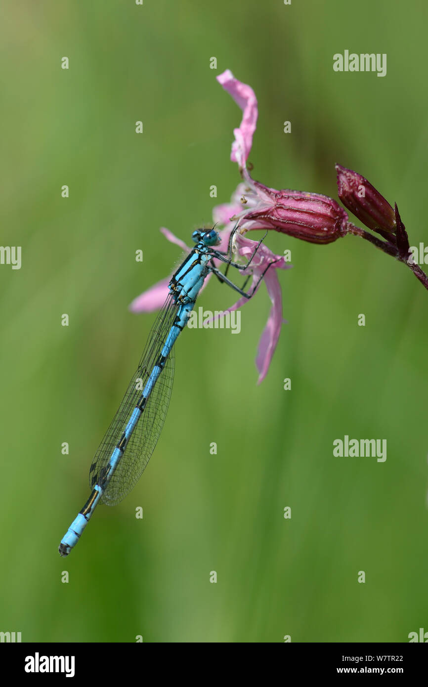 Gemeinsame blau damselfly (Enallagma cyathigerum) ruht auf Ragged robin Blume (Silene flos-cuculi), Wiltshire, UK, Juni. Stockfoto