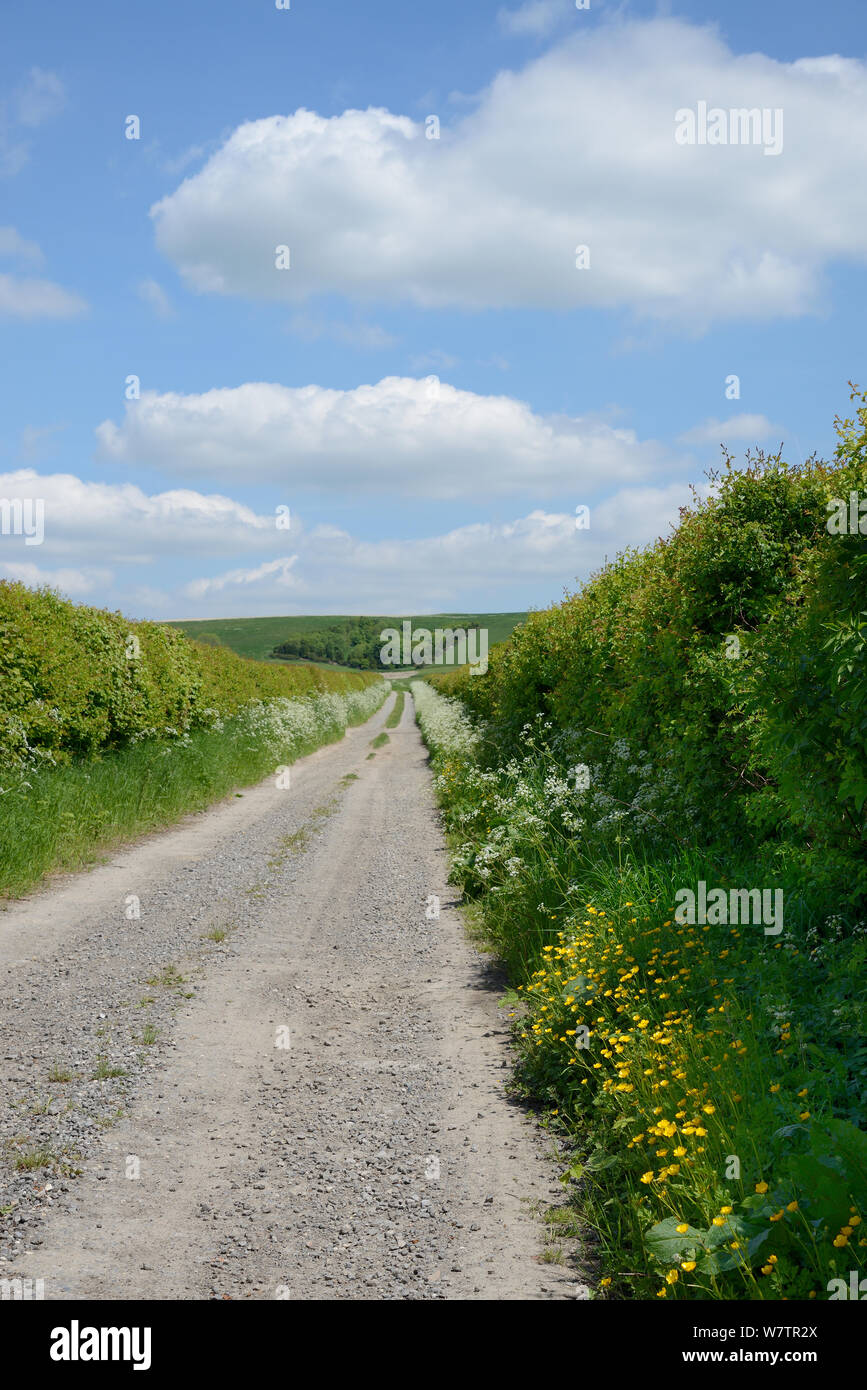 Bauernhof zur Ridgeway mit Kuh Petersilie (Anthriscus sylvestris) und Ranunkeln (Ranunculus acris) Blühende auf dem Seitenstreifen, Berwick Basset, Marlborough Downs, Wiltshire, UK, Juni. Stockfoto