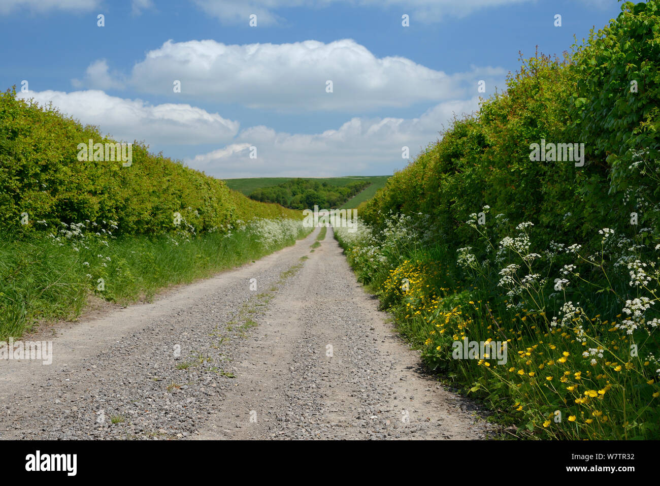 Bauernhof zur Ridgeway mit Kuh Petersilie (Anthriscus sylvestris) und Ranunkeln (Ranunculus acris) Blühende auf dem Seitenstreifen, Berwick Basset, Marlborough Downs, Wiltshire, UK, Juni. Stockfoto