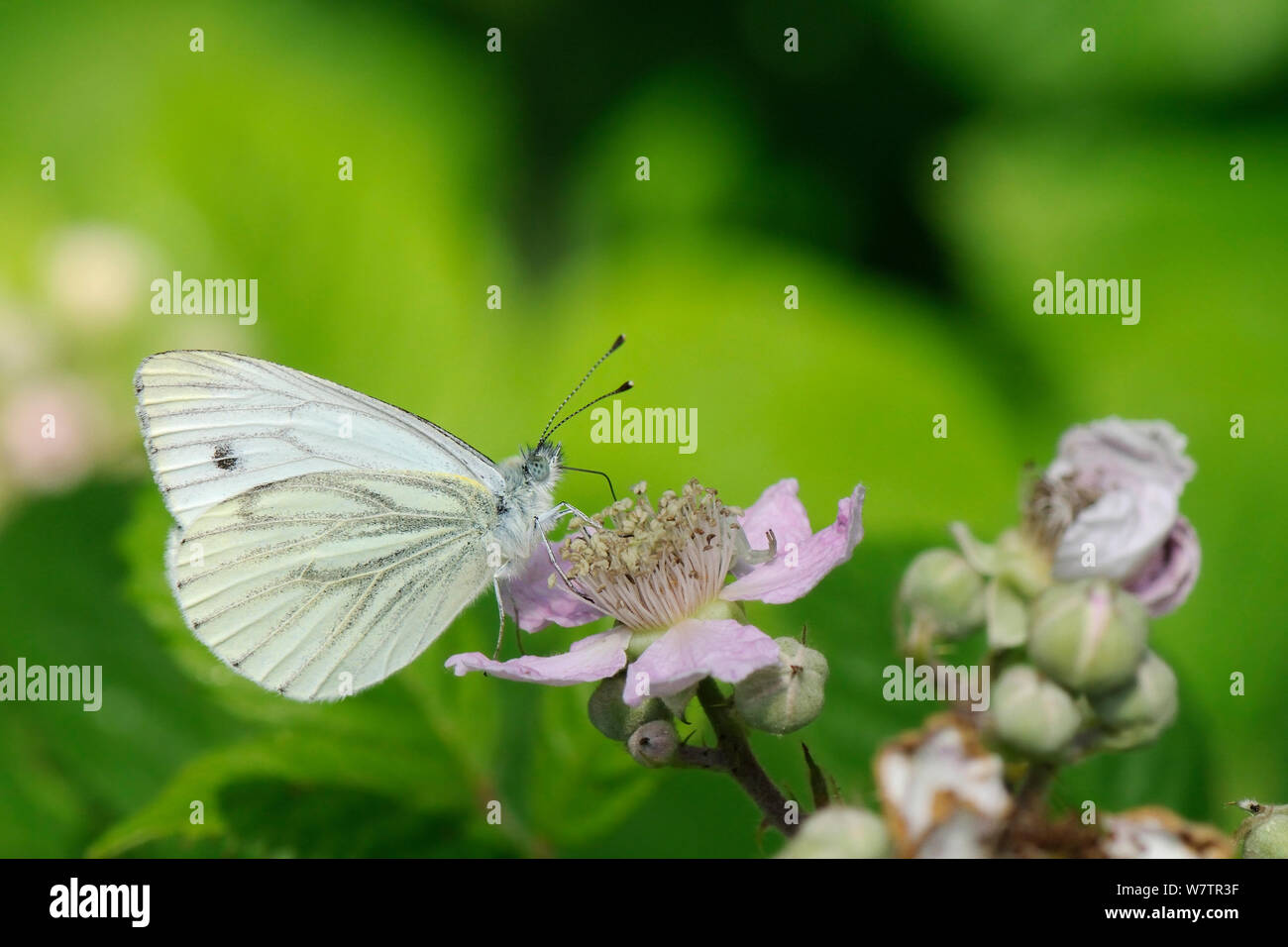 Rapsweißling (Pieris napi) Fütterung auf Brombeere (Rubus fruticosa Blumen/plicatus) am Waldrand, Wiltshire, Großbritannien, Juli. Stockfoto