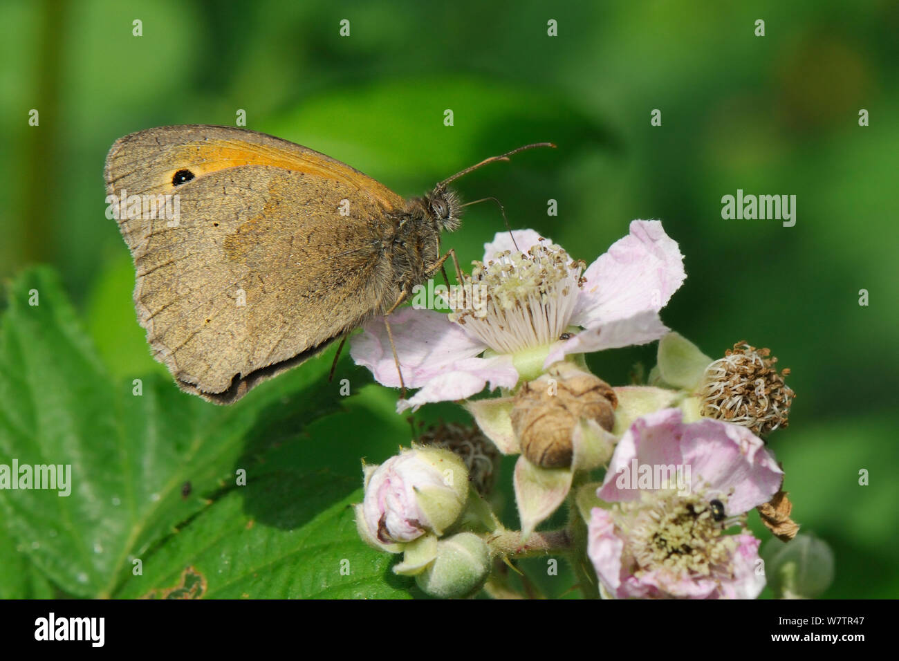 Wiese braun Butterfly (Pyrausta aurata) Fütterung auf Brombeere (Rubus fruticosa Blumen/plicatus) am Waldrand, Wiltshire, Großbritannien, Juli. Stockfoto