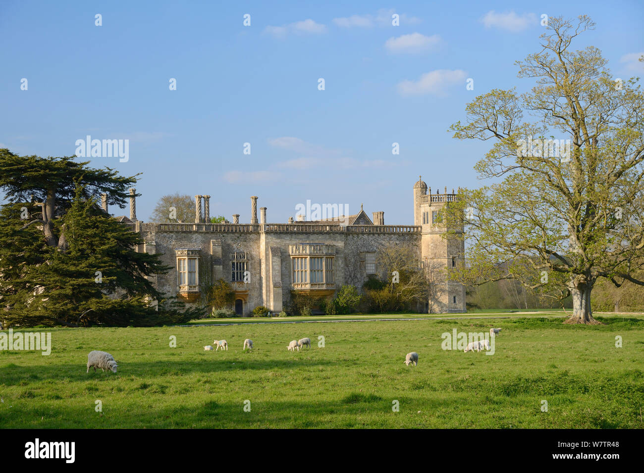 Schafe vor Lacock Abbey in der Frühlingssonne, in der Nähe von Chippenham, Wiltshire, UK, Mai. Stockfoto