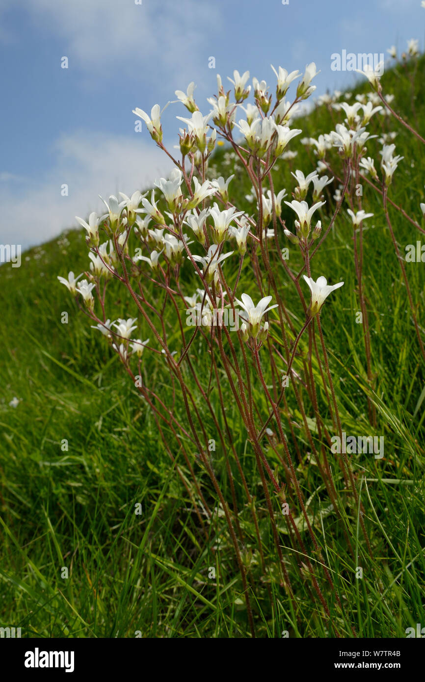 Wiese Steinbrech (Saxifraga granulata) Klumpen blühen auf Kreide Grünland Hang, Barbury Castle, Marlborough Downs, Wiltshire, UK, Juni. Stockfoto