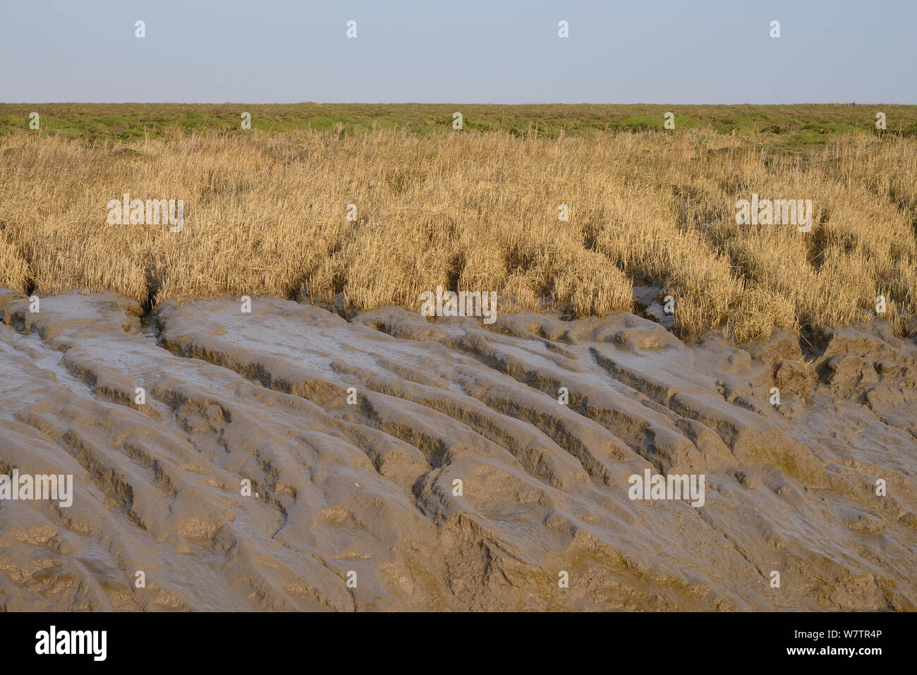 Saltmarsh Edge und gemeinsamen Spartgras (Spartina anglica) Stabilisierung Wattenmeer Fransen eine Flutwelle Creek, Severn Estuary, Somerset, UK, März. Stockfoto