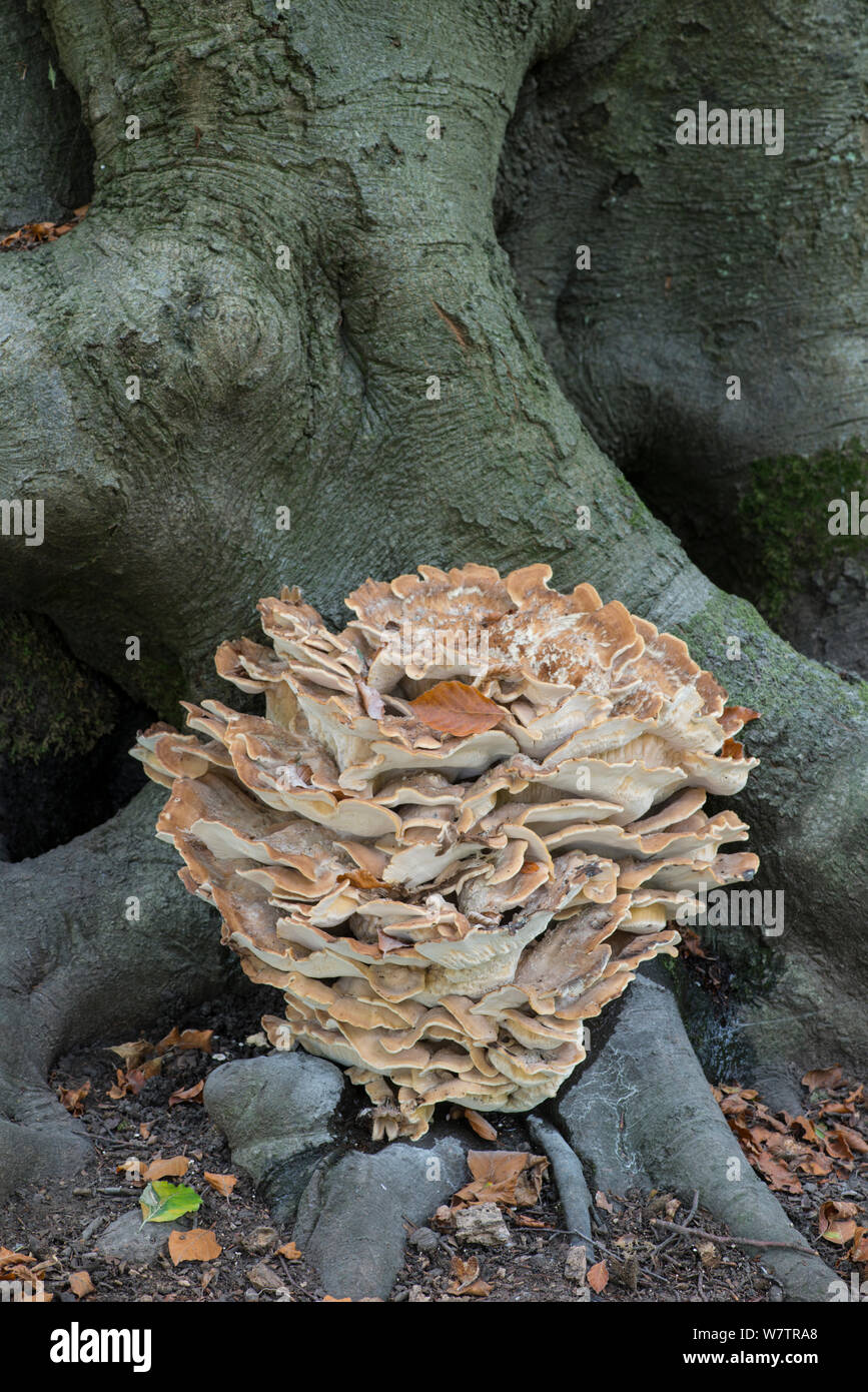 Riesige polypore (Meripilus giganteus) wachsende bilden die Basis für eine Buche (Fagus sylvatica), Surrey, England, UK, September. Stockfoto