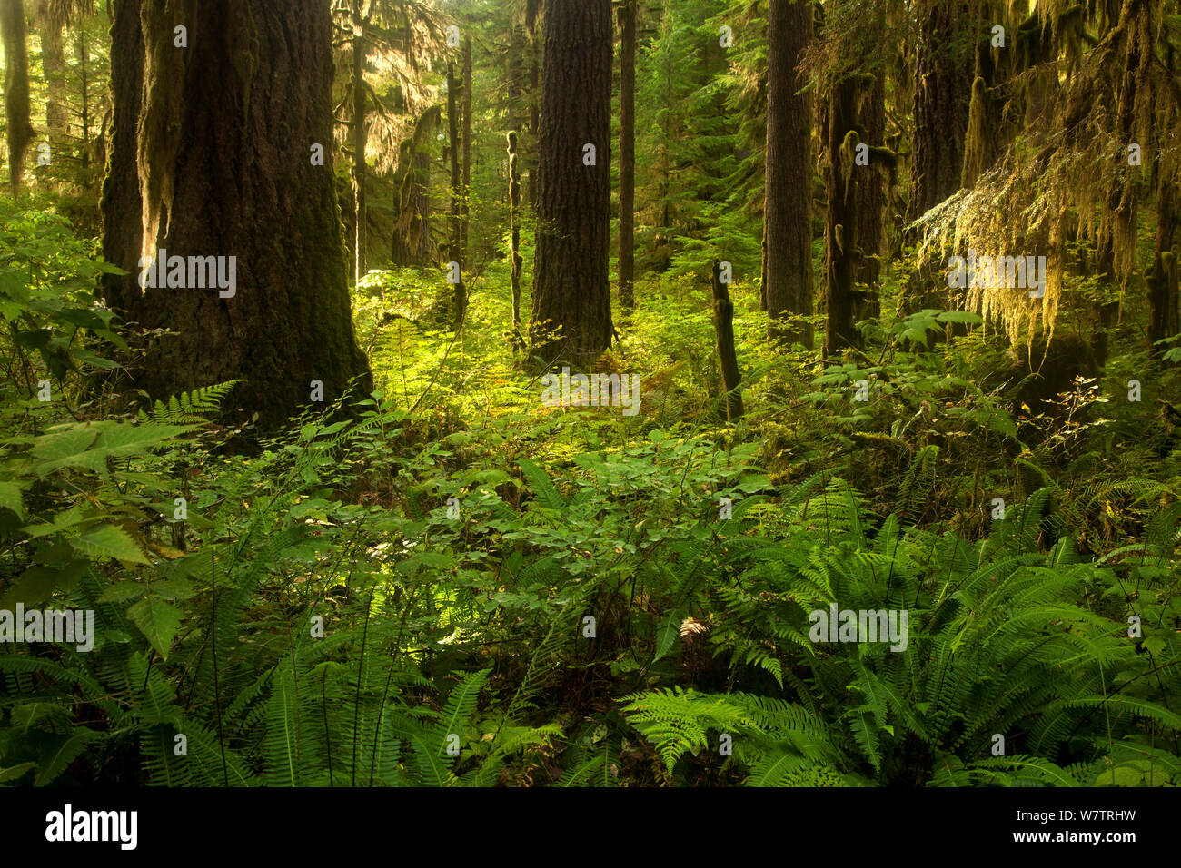 Farne, Moose und Flechten im Unterwuchs Der auwälder von North Cascades, Washington, USA, September. Stockfoto
