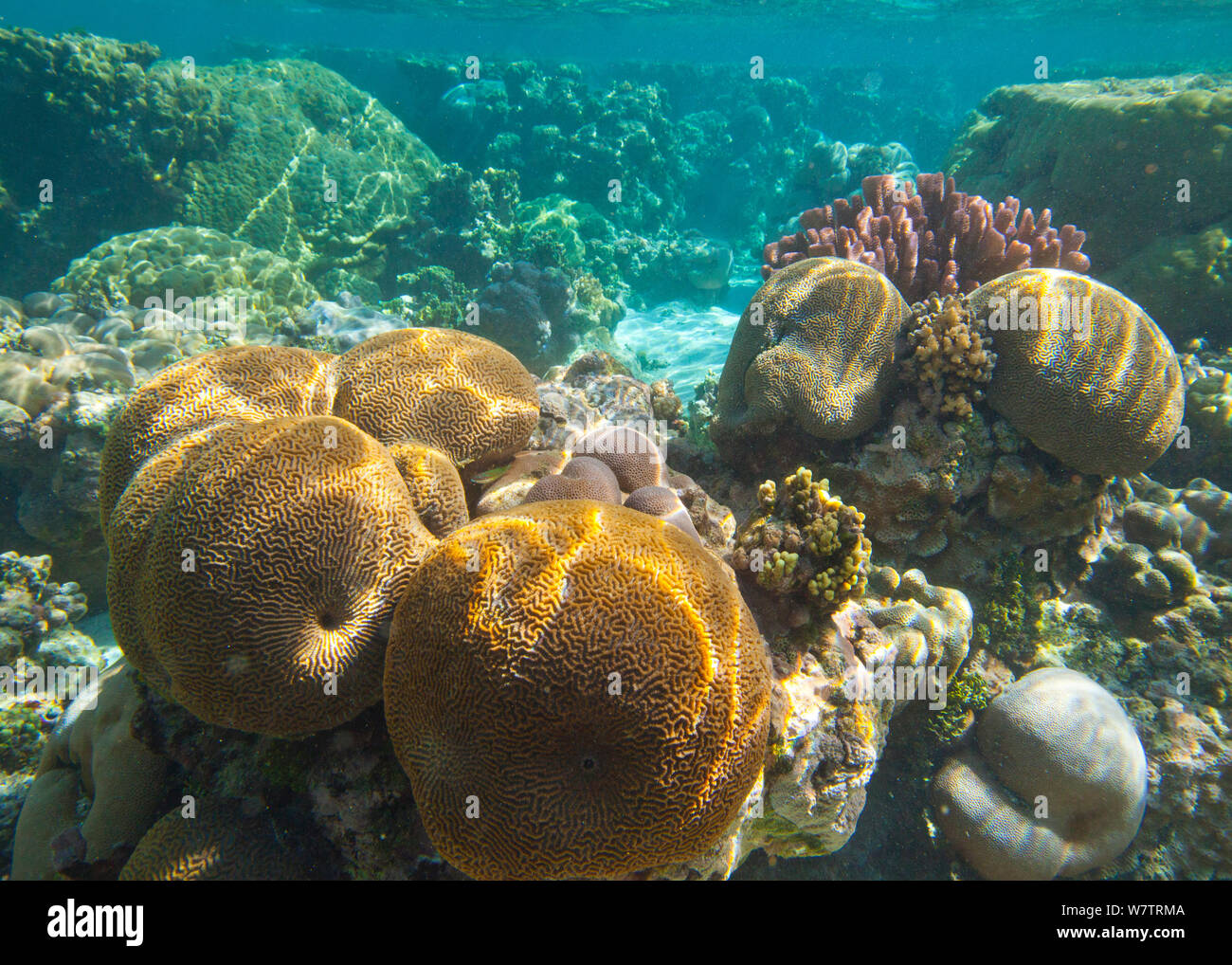 Gehirn Korallen (Faviidae) vor der Küste von Ofu Island, Amerikanisch Samoa, Südsee. Stockfoto