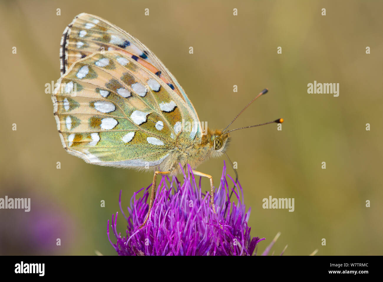 Dunkelgrün Fritillary (ceriagrion Doris) Fütterung auf Globus Distel (Carduus nutans) Wells, North Norfolk, England, Stockfoto