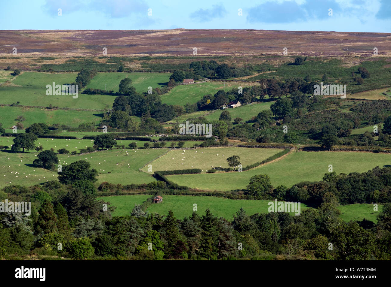 Ausblick auf die Landschaft mit landwirtschaftlichen Gebäuden, Weide Weide und Hochmoore in Distanz, North York Moors National Park, England, UK, September 2013. Stockfoto