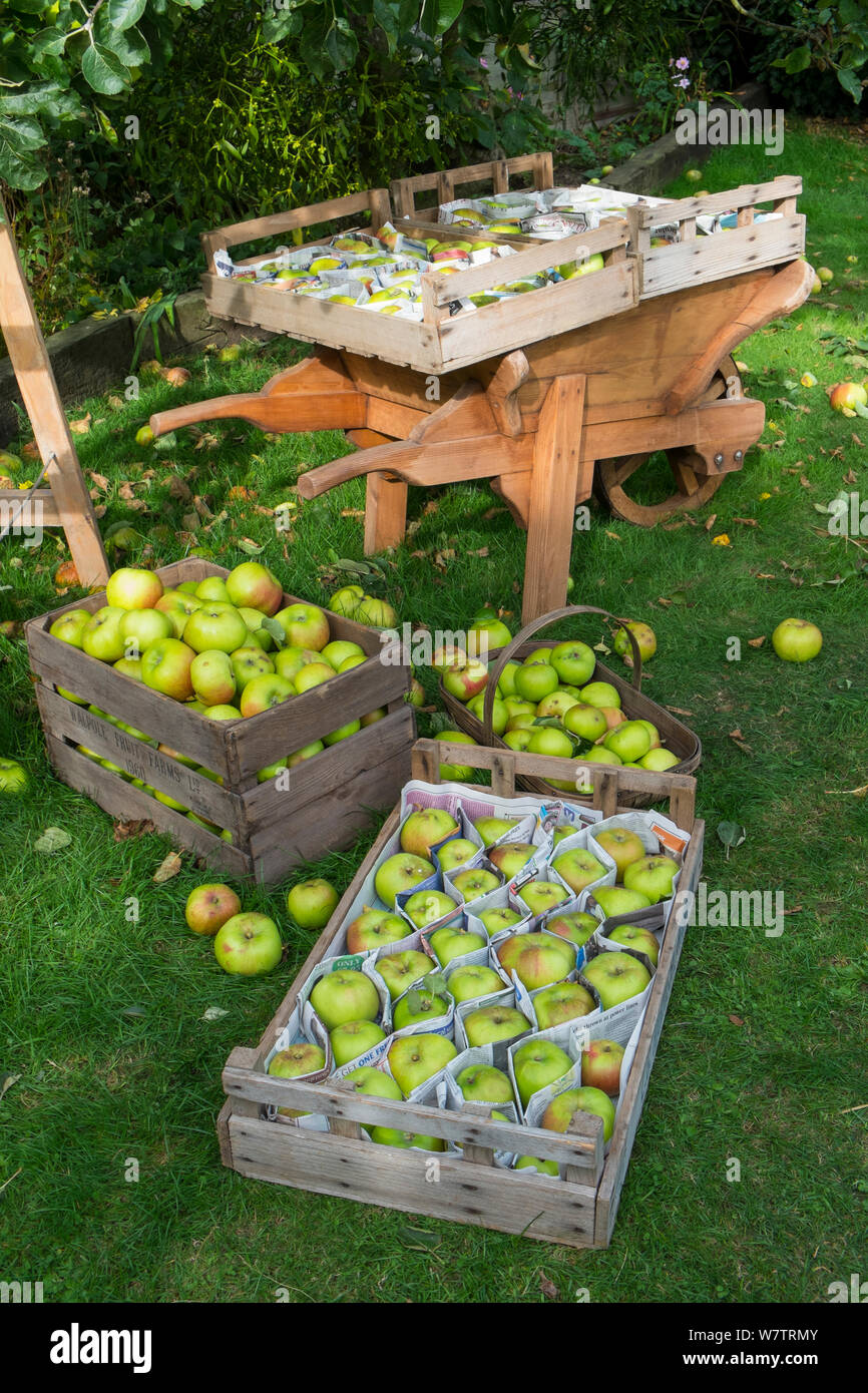 Ernte Bramley Äpfel, frisch gepflückte Äpfel sortiert und in Holz- Fächer platziert und mit Zeitung, England, Oktober geschützt, Stockfoto
