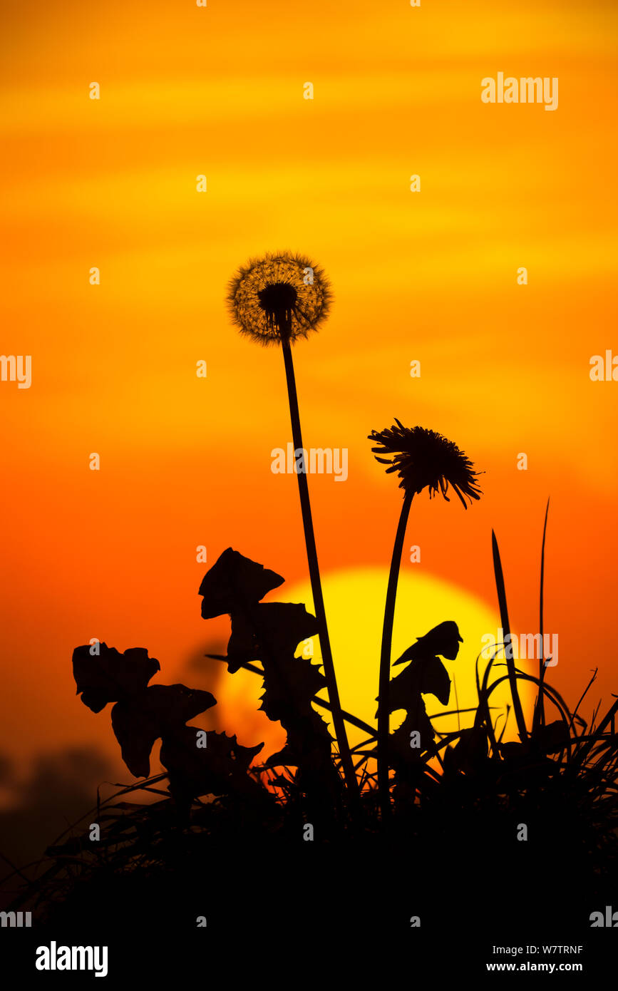 Gemeinsame Löwenzahn (Taraxacum officinale) Samen Köpfe gegen Sonnenuntergang, Norfolk, England, Großbritannien, Oktober. Stockfoto