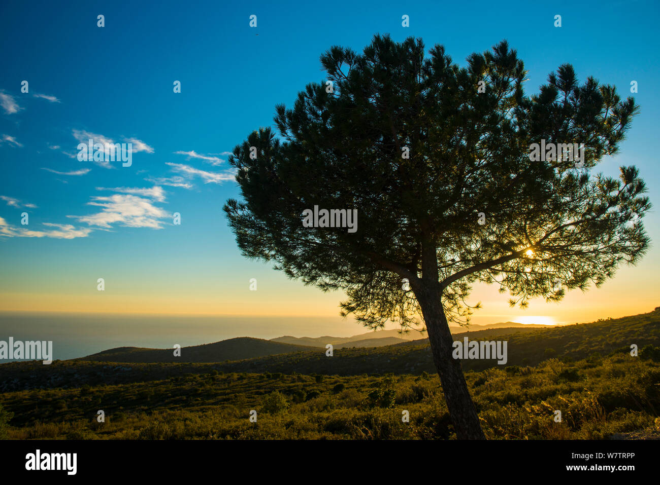 Aleppokiefern (Pinus halepensis) Naturpark Garraf, Barcelona, Katalonien, Spanien, Februar 2013. Stockfoto