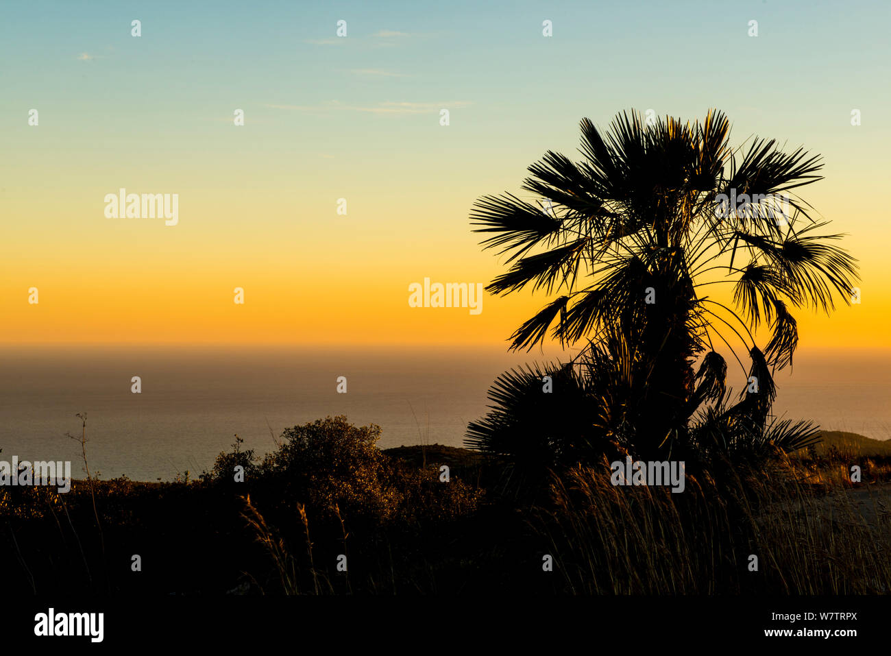 Europäische Zwergpalme (Chamaerops humilis) bei Sonnenuntergang Silhouette, Naturpark Garraf, Barcelona, Katalonien, Spanien, Februar. Stockfoto