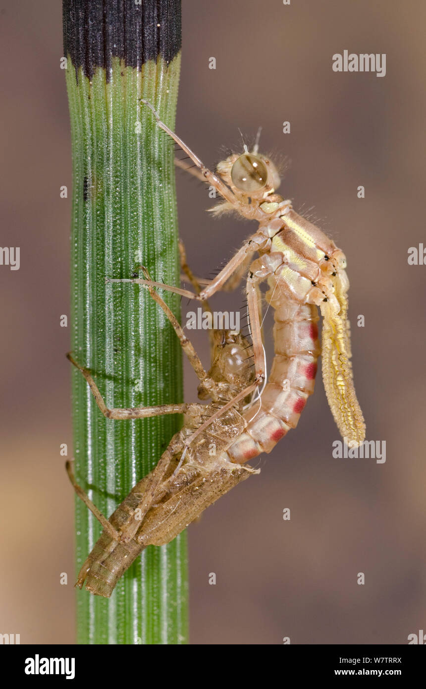 Große rote damselfly (Pyrrhosoma nymphula) Emerging Sequenz, Europa, Mai. Sequenz Bild 3 von 5. Stockfoto