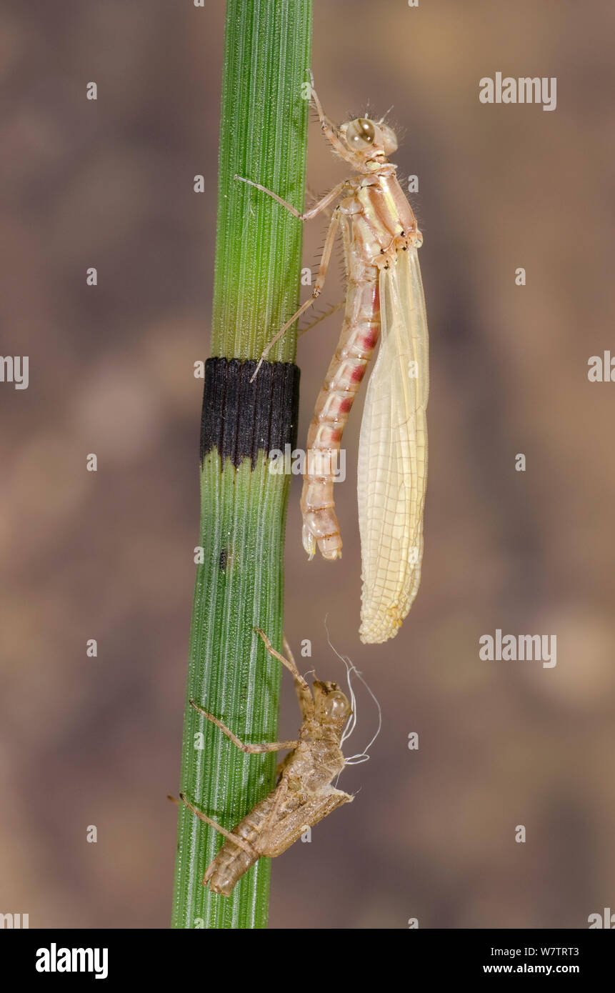 Große rote damselfly (Pyrrhosoma nymphula) Schwellenländer, Europa, Mai. Sequenz Bild 4 von 5. Stockfoto