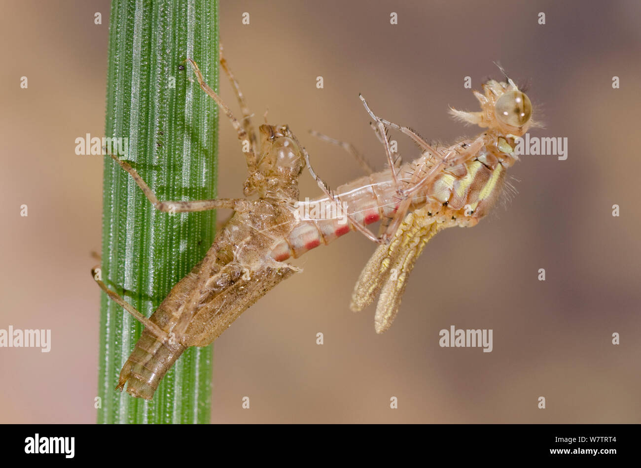 Große rote damselfly (Pyrrhosoma nymphula) Schwellenländer, Europa, Mai. Sequenz Bild 2 von 5. Stockfoto