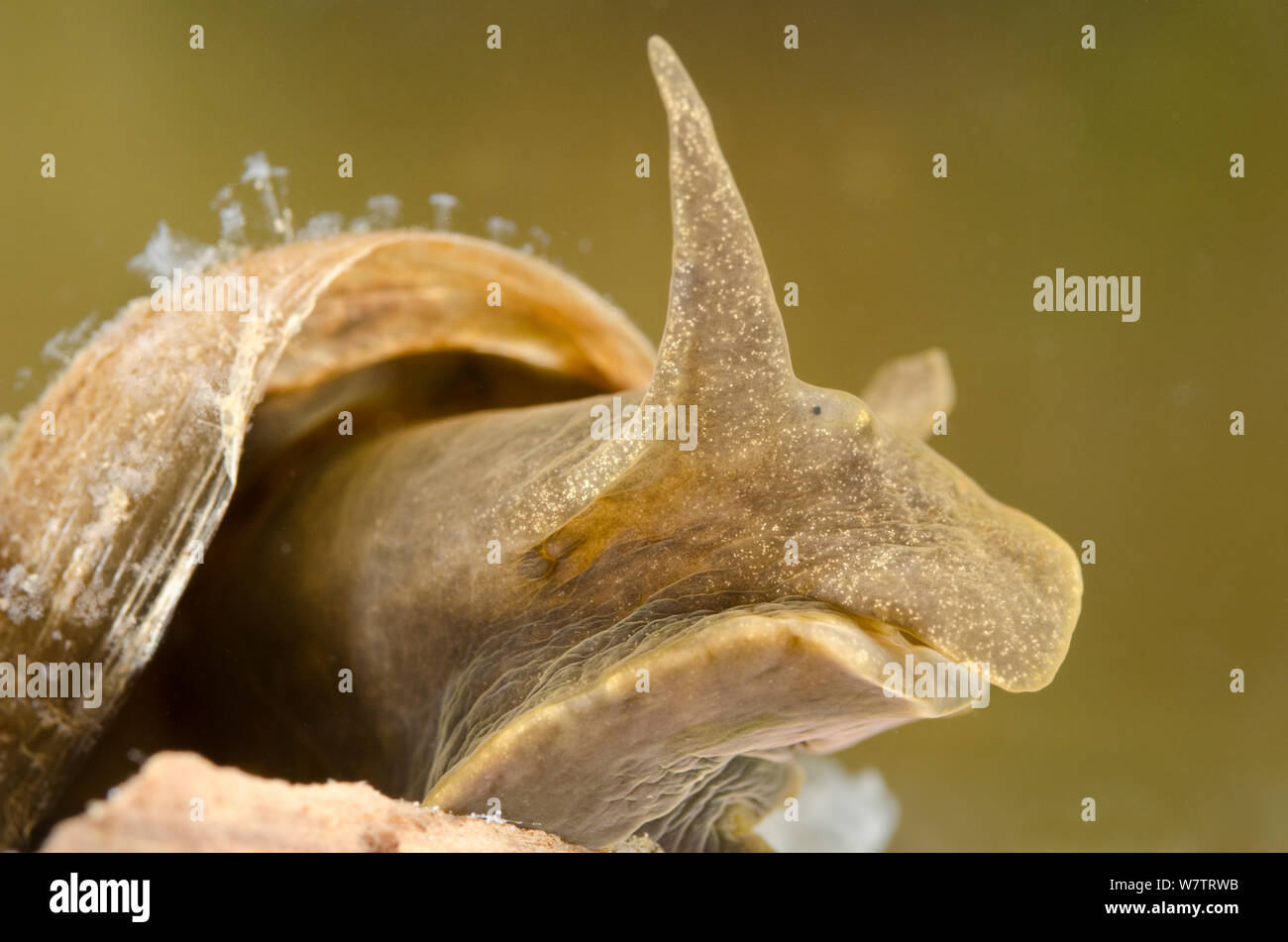 Great pond snail Fotos und Bildmaterial in hoher Auflösung Alamy