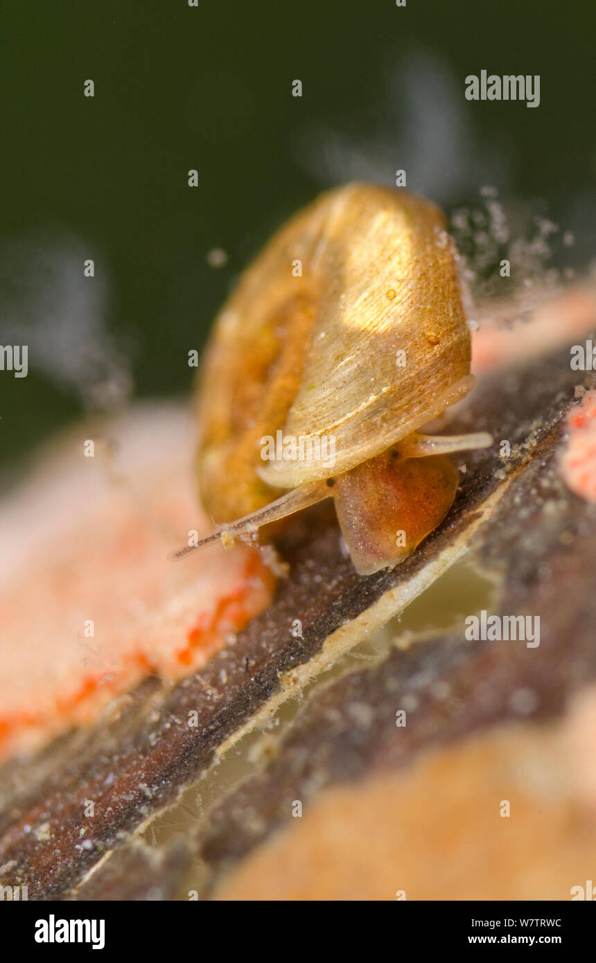 Süßwasser-Schnecke (Planorbidae) Kriechen unter den Kolonien von Ciliaten (carchesium) Europa, Juli, kontrollierten Bedingungen. Stockfoto