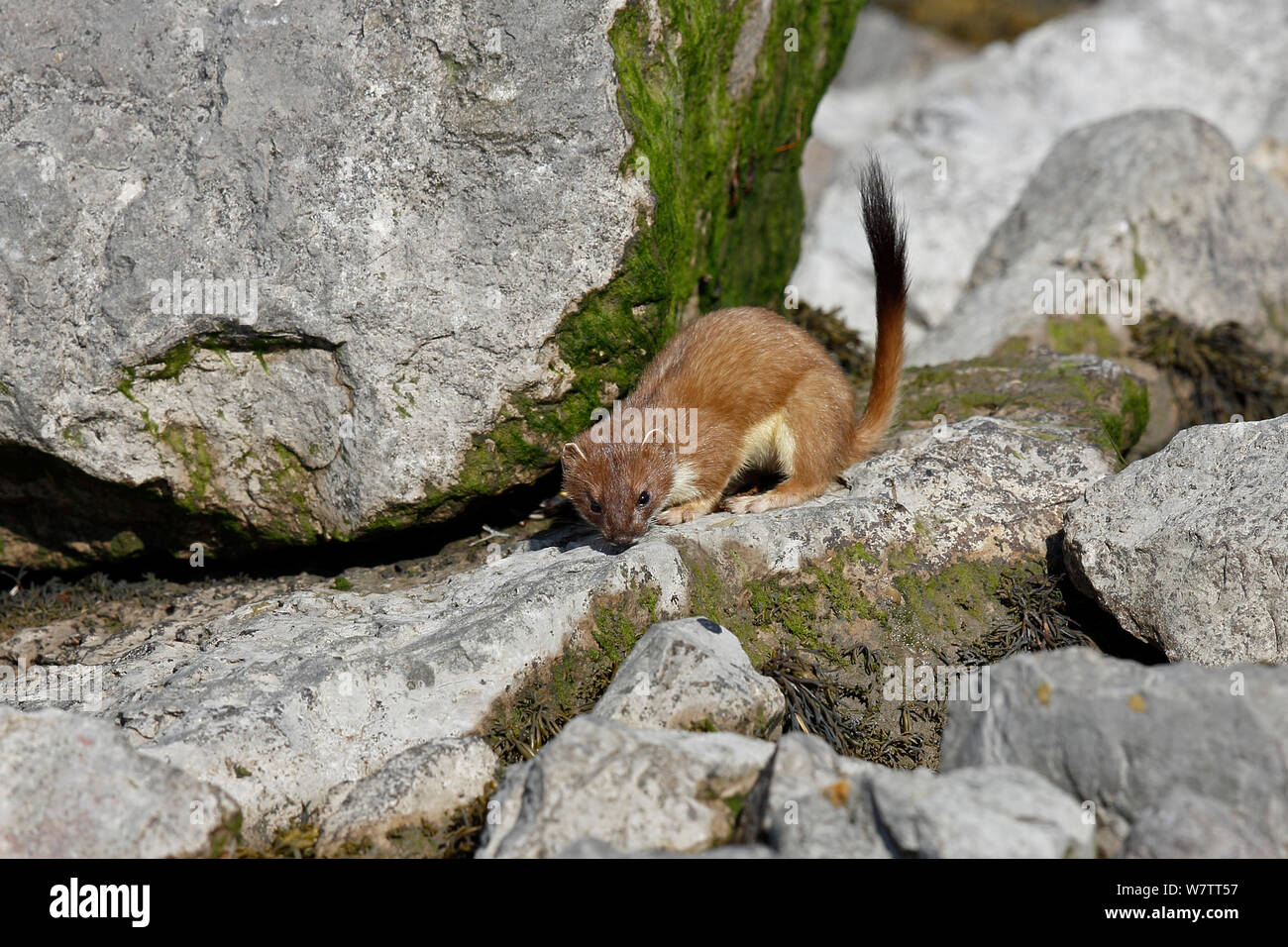 Hermelin (Mustela erminea) erwachsenen Jagd unter den Felsen, North Wales, UK, Juni. Stockfoto