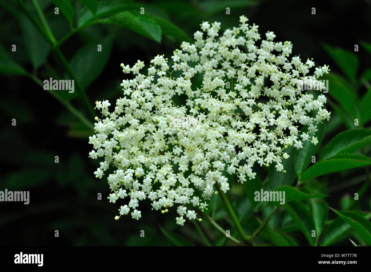 Holunder (Sambucus nigra) Blumen, Dorset, Großbritannien, Juli. Stockfoto