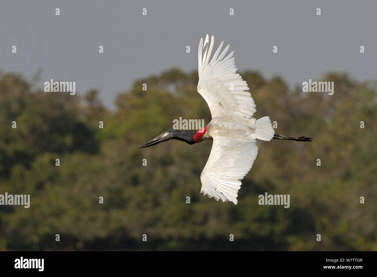 Jabiru-storches (Jabiru mycteria) im Flug, Pantanal, Brasilien. Stockfoto