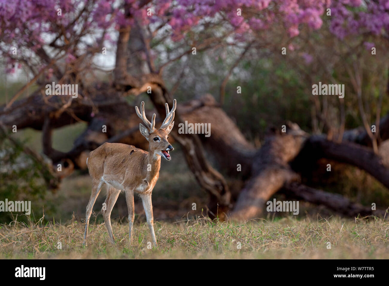 Pampas Ozotoceros bezoarticus (Rotwild) Buck in samt Aufruf, Pantanal, Brasilien Stockfoto