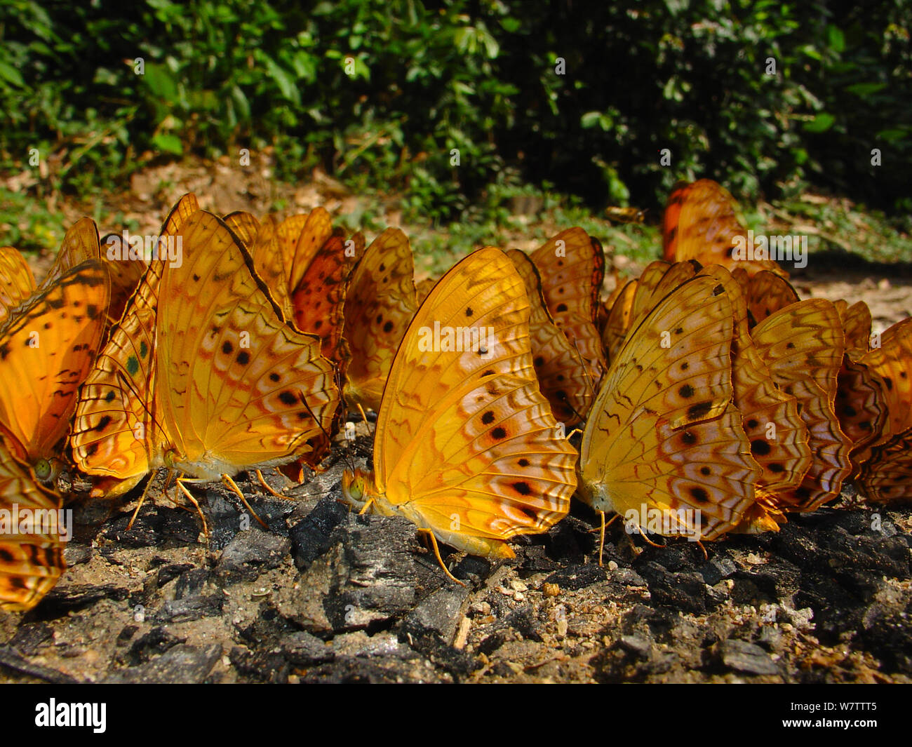 Wald Schmetterlinge (Phalanta eurytis) puddling Mineralien aus Kohle Ablagerung von Baum nach Blitzeinschlag gebrannt zu extrahieren. Lokoue Bai Camp. Odzala-Kokoua Nationalpark, der Republik Kongo. Stockfoto