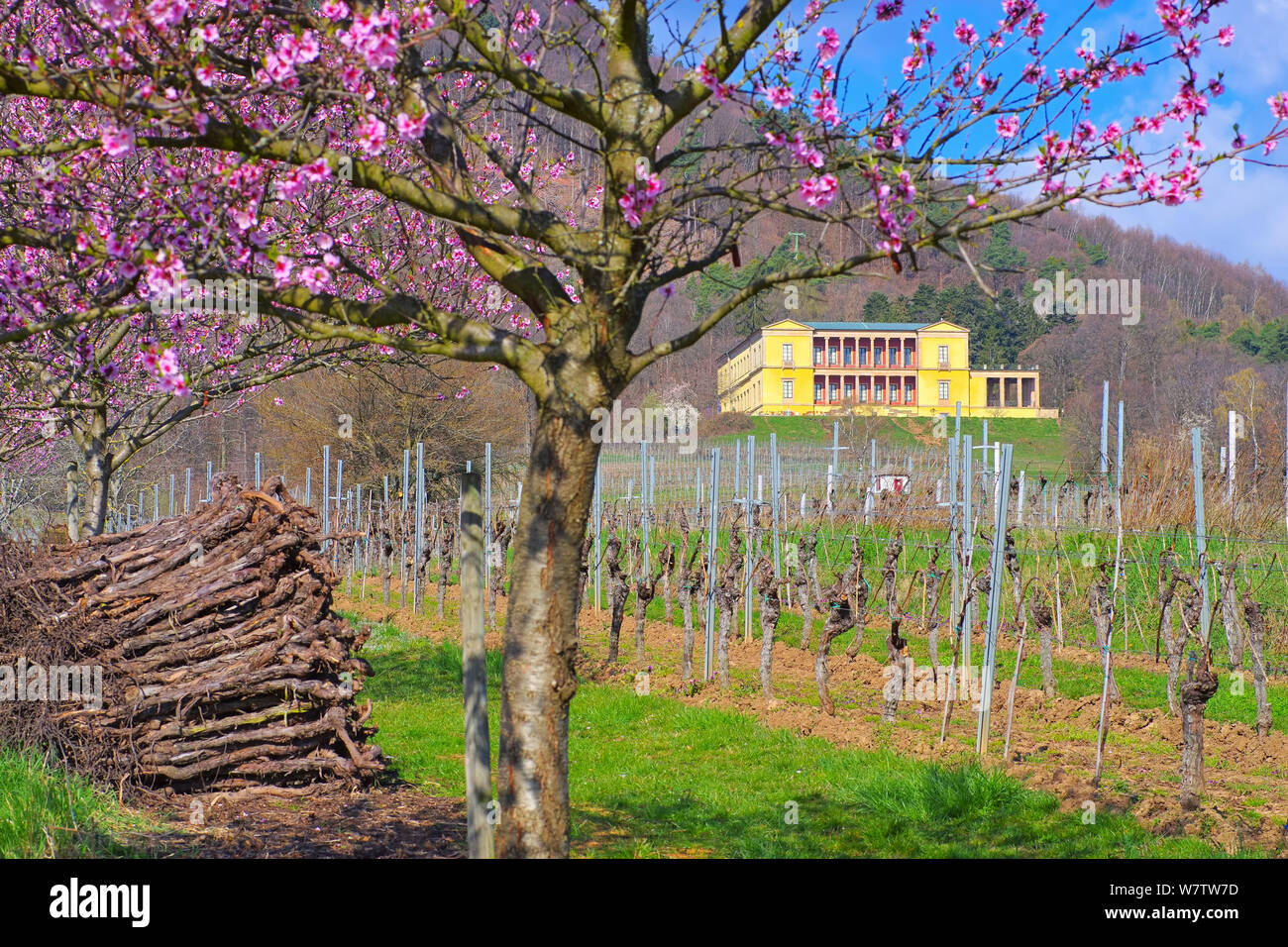 Edenkoben Villa Ludwigshoehe Landschaft, während der mandelblüte im Frühling, Deutschland Stockfoto