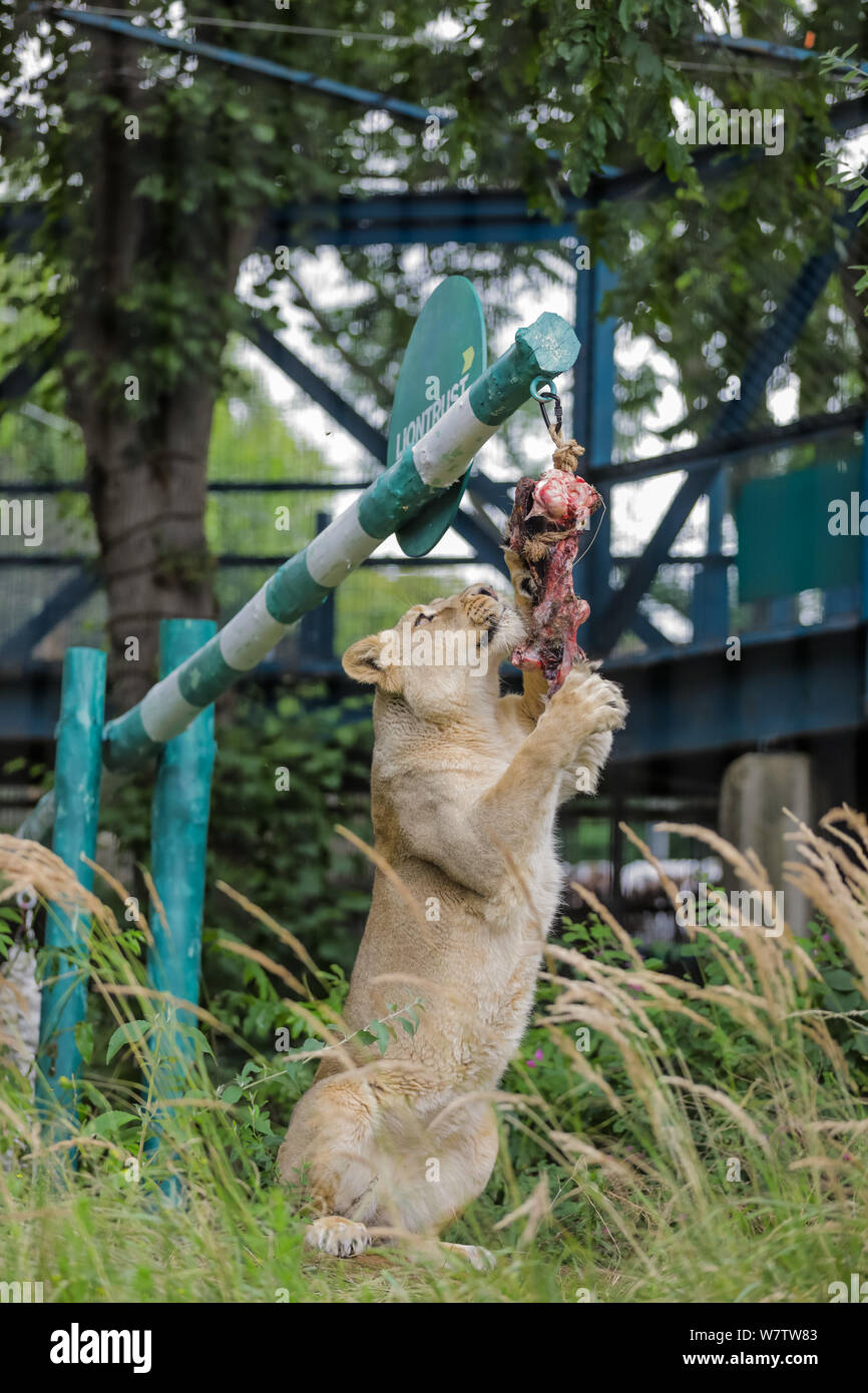 London, Großbritannien. 07 Aug, 2019. ZSL London Zoo asiatische Löwin Indi zeigt Ihre natürlichen Jagd verhalten, sich in der globalen Welt Lion Feiern zum Tag 2019 mit dem Geschenk einer Marke - Neue benutzerdefinierte - die Wippe' aus Liontrust. Quelle: Chris Aubrey/Alamy leben Nachrichten Stockfoto