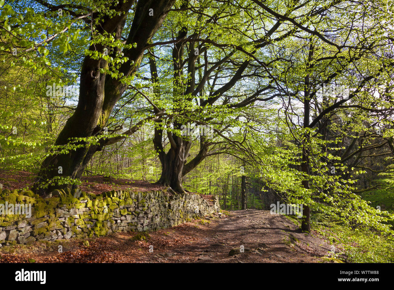 Buche (Fagus sylvatica) Wald im Frühling, Goyt Valley, Nationalpark Peak District, Derbyshire, UK, Mai. Stockfoto