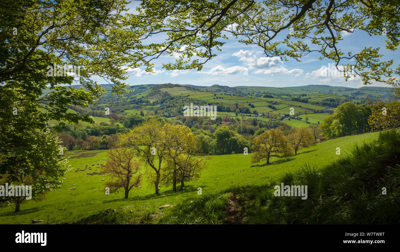 Blick vom Rand der Wälder in der Nähe von Pott Shrigley, Peak District National Park, Cheshire, UK, Mai. Stockfoto