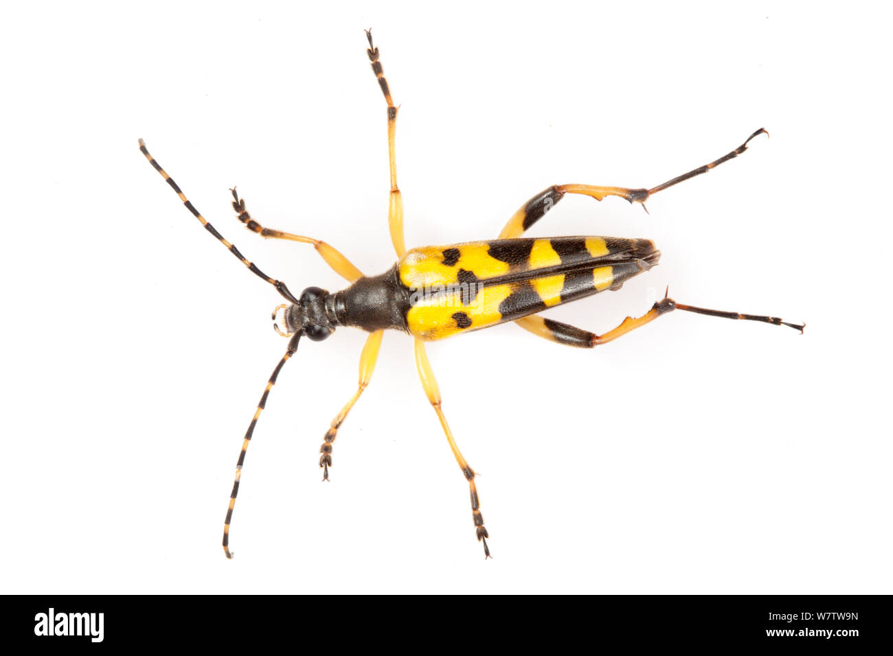 Longhorn Beetle (Strangalia maculata) im mobilen Bereich Studio auf weißem Hintergrund fotografiert beschmutzt. Österreichische Alpen, August. Stockfoto