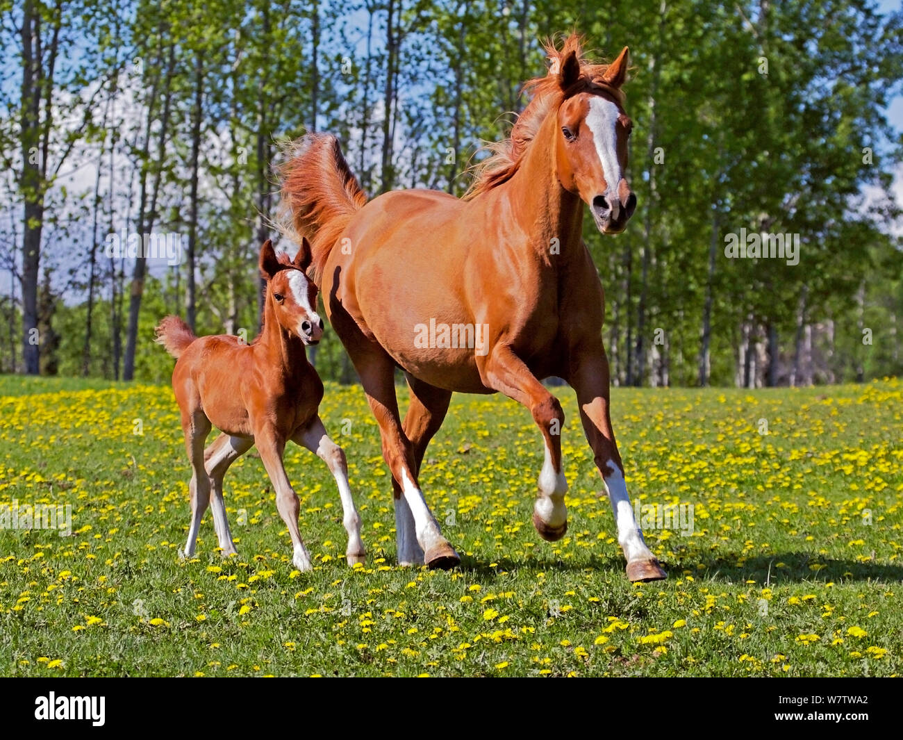 Chestnut 1001 Stute und Fohlen in der Wiese galoppieren. Stockfoto