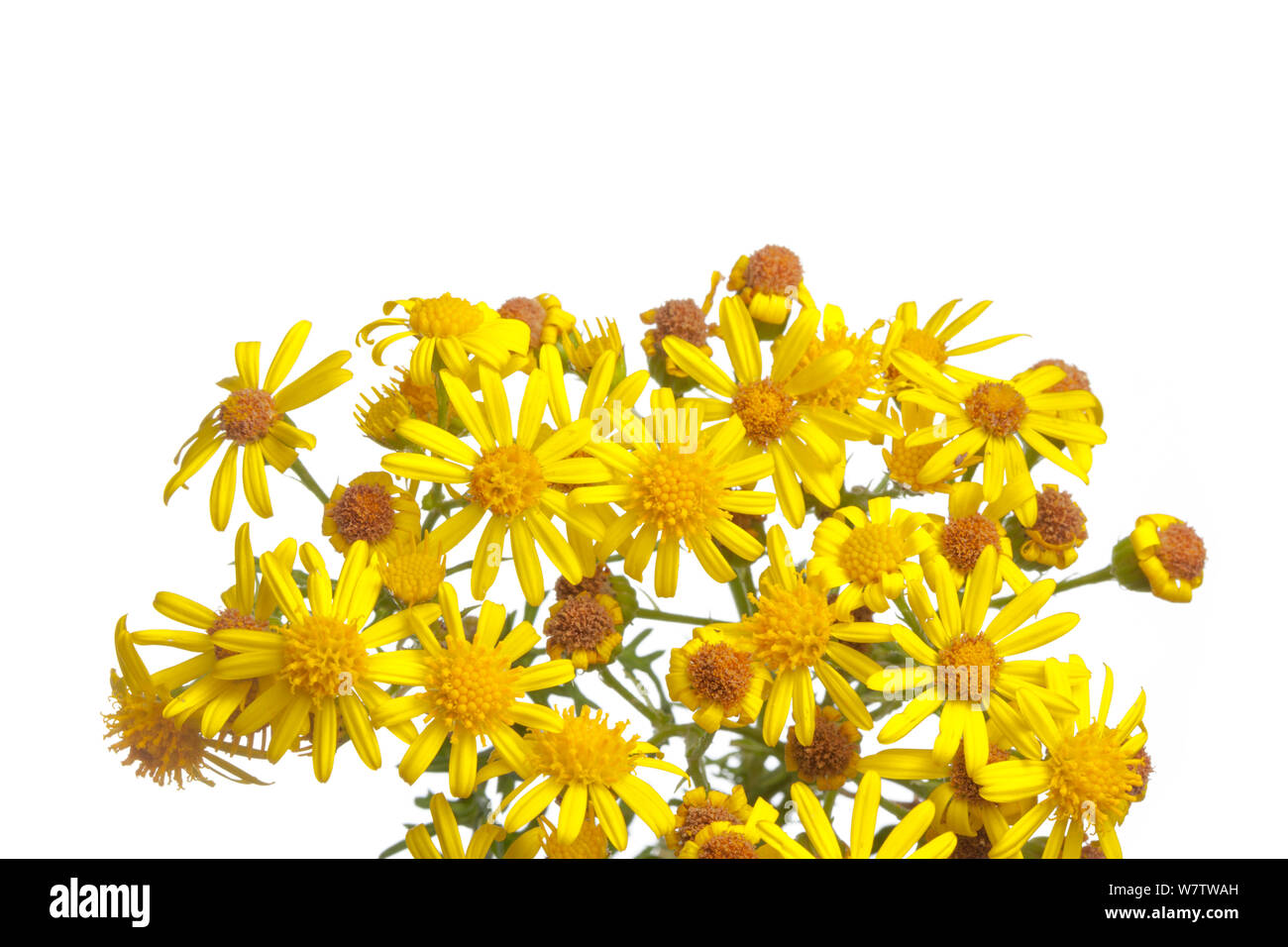 Common Ragwort (Maculata vulgaris) Blumen vor weißem Hintergrund, Derbyshire, England, UK, August. Invasive Arten, giftig für Tiere. Stockfoto